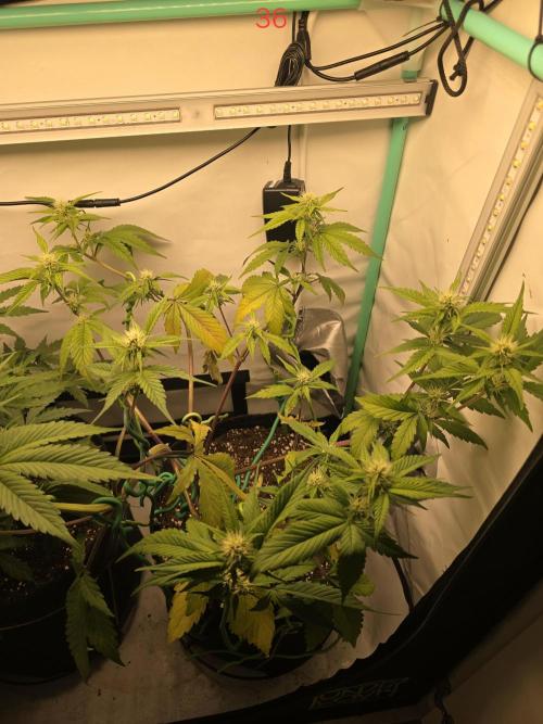 Bananas-FastBuds. Week 6