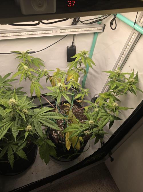 Bananas-FastBuds. Week 6