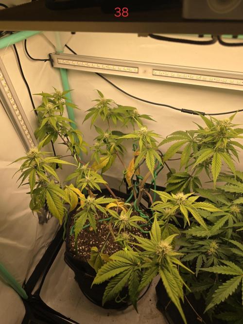 Bananas-FastBuds. Week 6