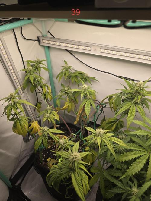 Bananas-FastBuds. Week 6