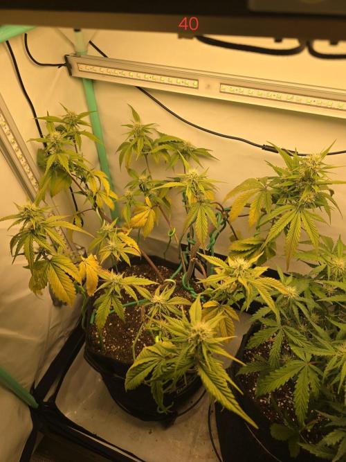 Bananas-FastBuds. Week 6