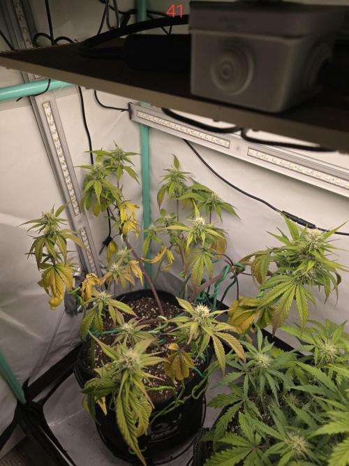 Bananas-FastBuds. Week 6