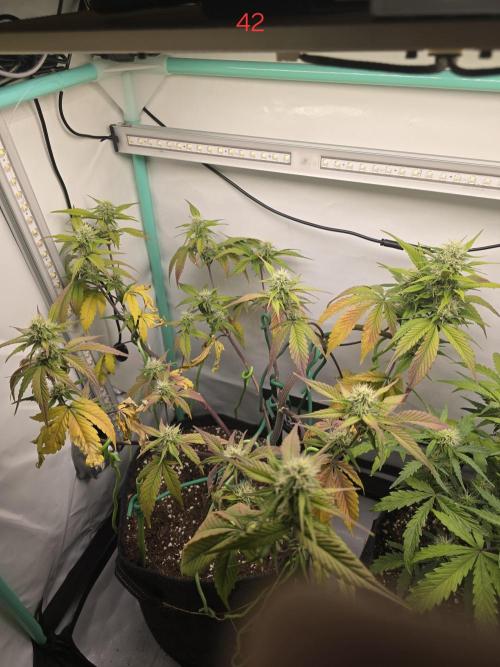 Bananas-FastBuds. Week 6