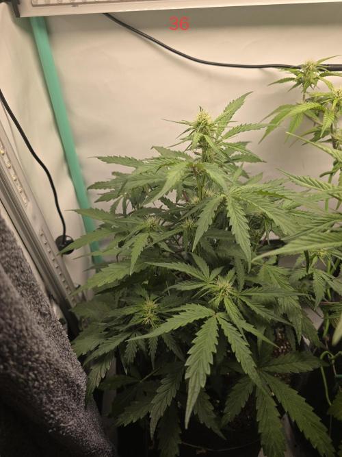 Animal Zamnesia. Week 6