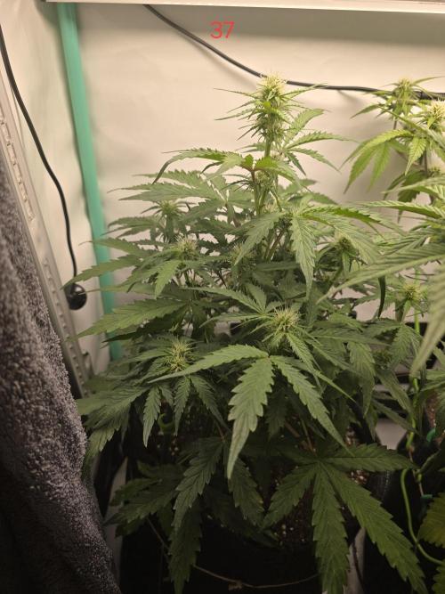 Animal Zamnesia. Week 6