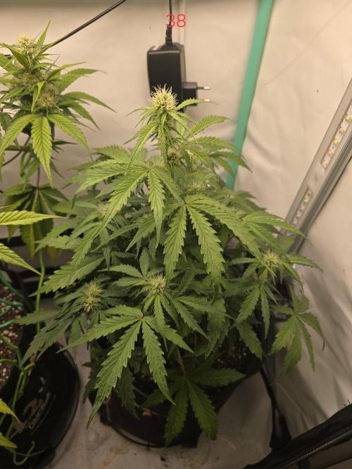 Animal Zamnesia. Week 6