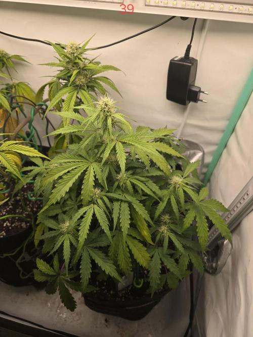 Animal Zamnesia. Week 6