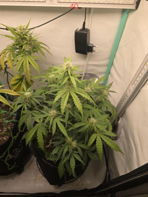 Animal Zamnesia. Week 6