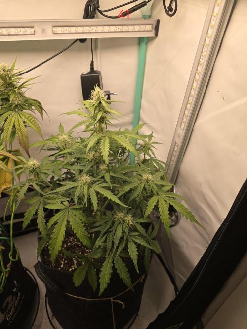 Animal Zamnesia. Week 6