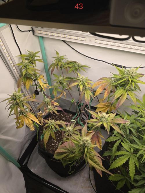 Bananas-FastBuds. Week 7