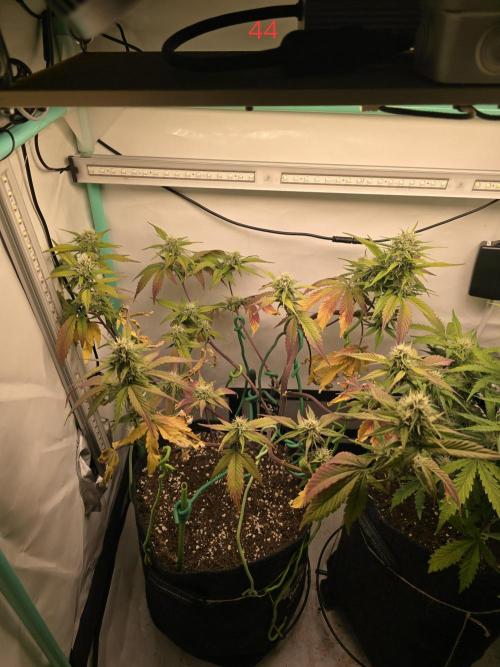 Bananas-FastBuds. Week 7