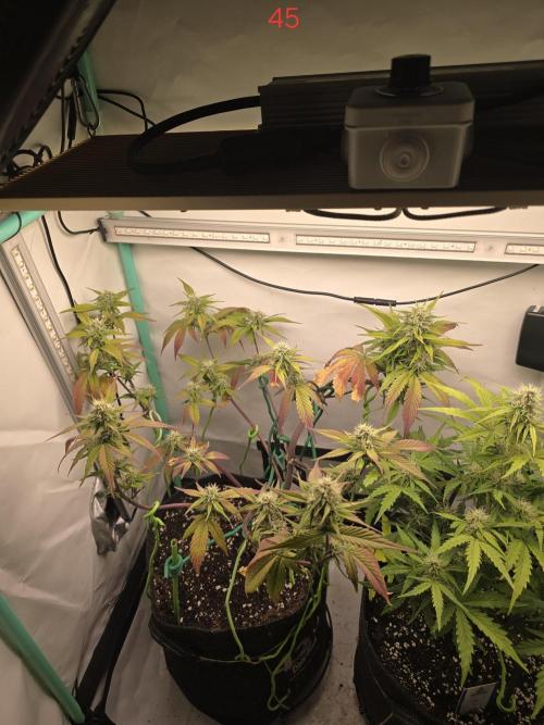 Bananas-FastBuds. Week 7
