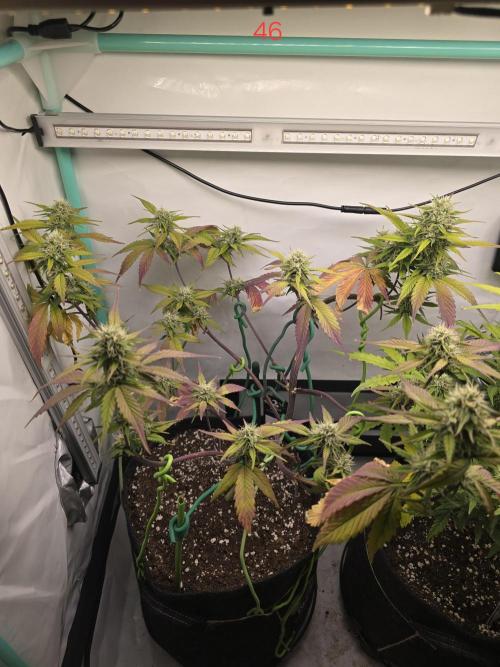 Bananas-FastBuds. Week 7