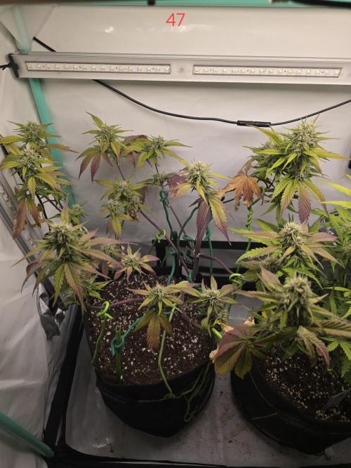 Bananas-FastBuds. Week 7