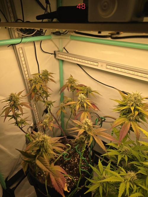 Bananas-FastBuds. Week 7