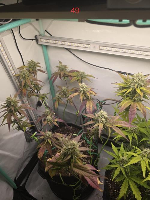 Bananas-FastBuds. Week 7