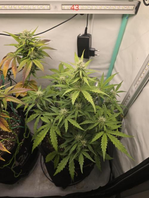 Animal Zamnesia. Week 7