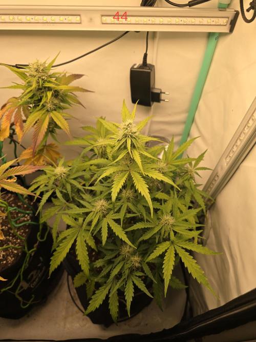 Animal Zamnesia. Week 7