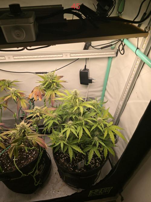 Animal Zamnesia. Week 7