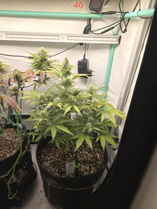 Animal Zamnesia. Week 7