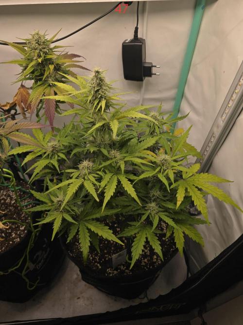 Animal Zamnesia. Week 7