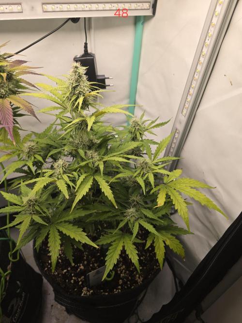 Animal Zamnesia. Week 7