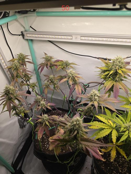 Bananas-FastBuds. Week 8