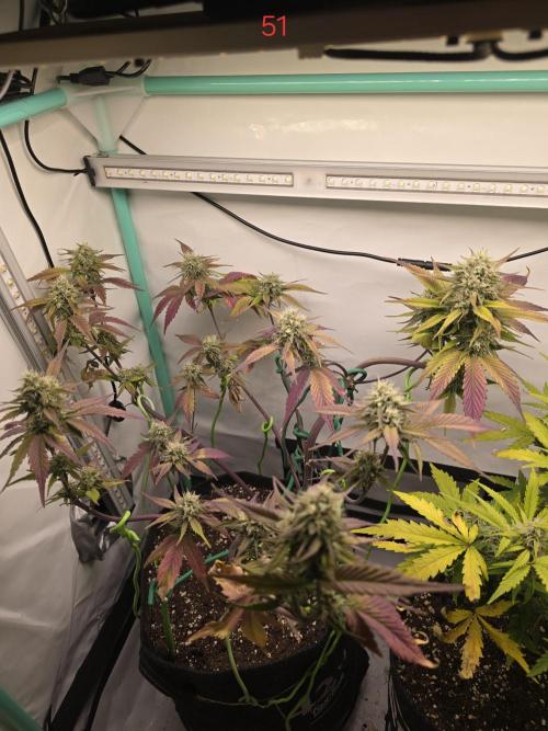 Bananas-FastBuds. Week 8