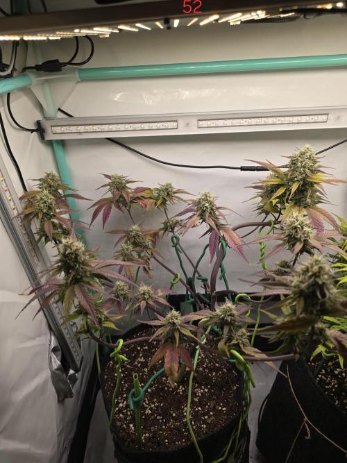 Bananas-FastBuds. Week 8