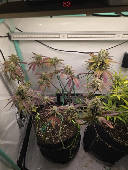 Bananas-FastBuds. Week 8