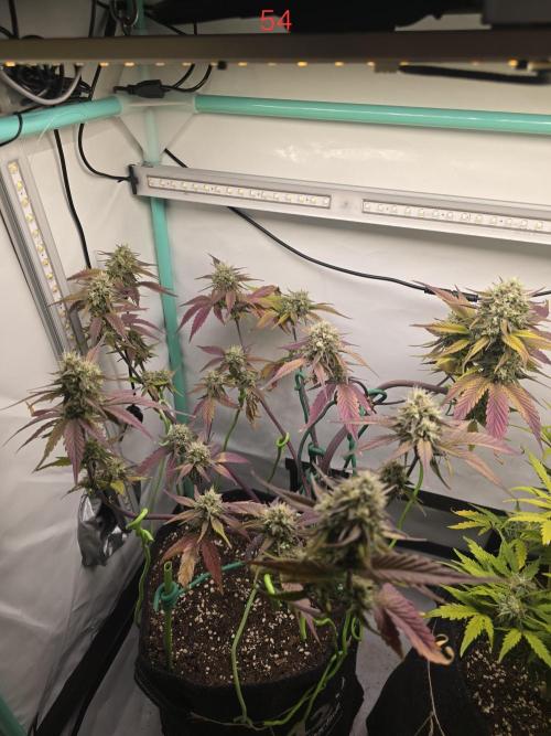 Bananas-FastBuds. Week 8