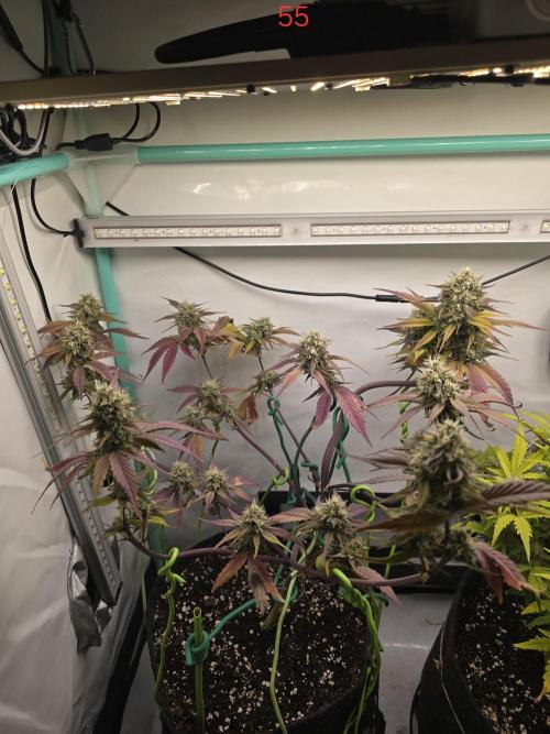 Bananas-FastBuds. Week 8