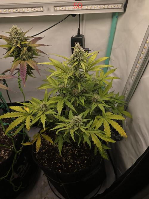 Animal Zamnesia. Week 8