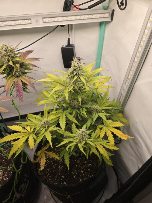 Animal Zamnesia. Week 8