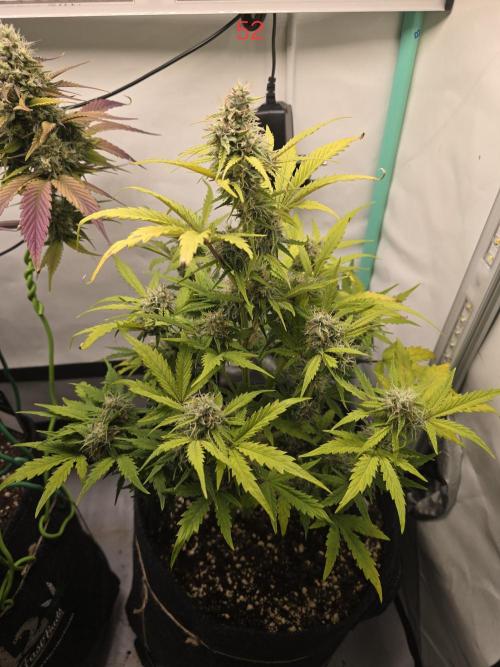 Animal Zamnesia. Week 8