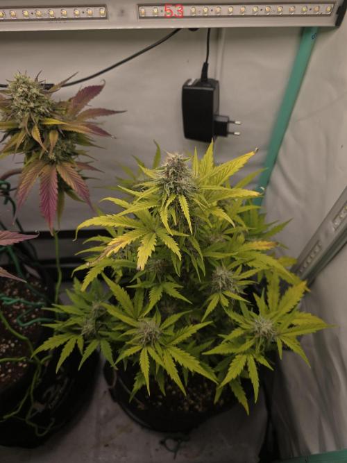 Animal Zamnesia. Week 8