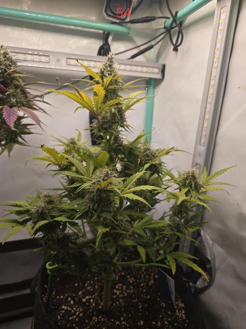 Animal Zamnesia. Week 8