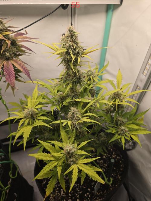 Animal Zamnesia. Week 8