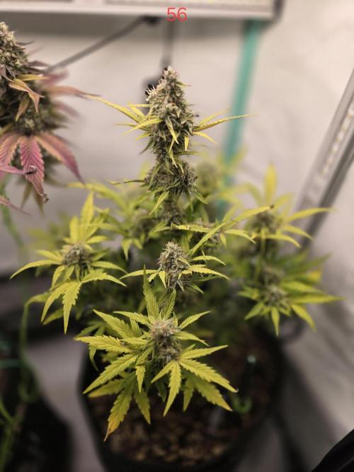 Animal Zamnesia. Week 8