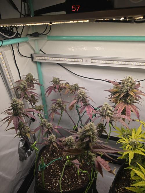 Bananas-FastBuds. Week 9