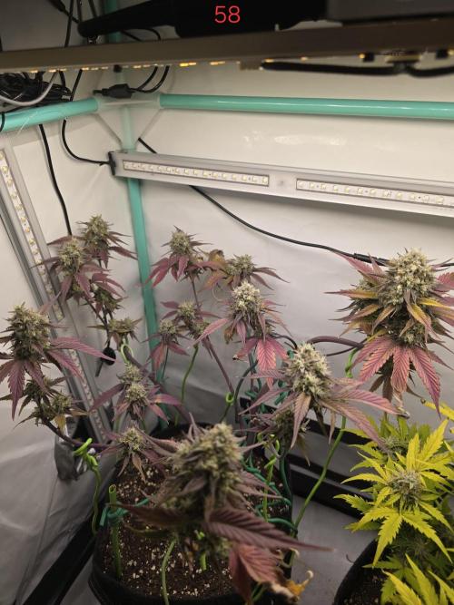 Bananas-FastBuds. Week 9