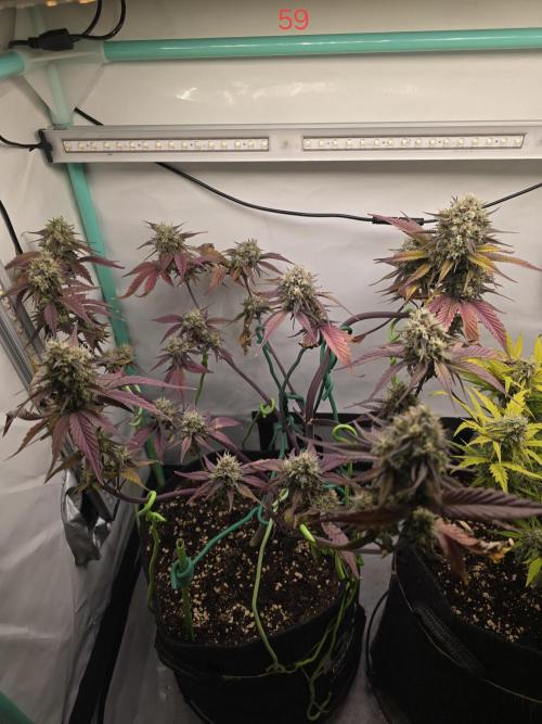 Bananas-FastBuds. Week 9