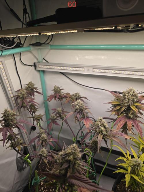 Bananas-FastBuds. Week 9