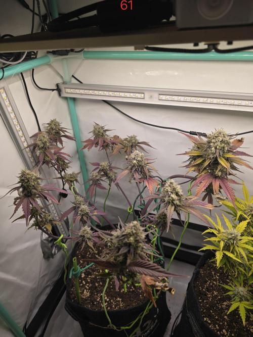 Bananas-FastBuds. Week 9