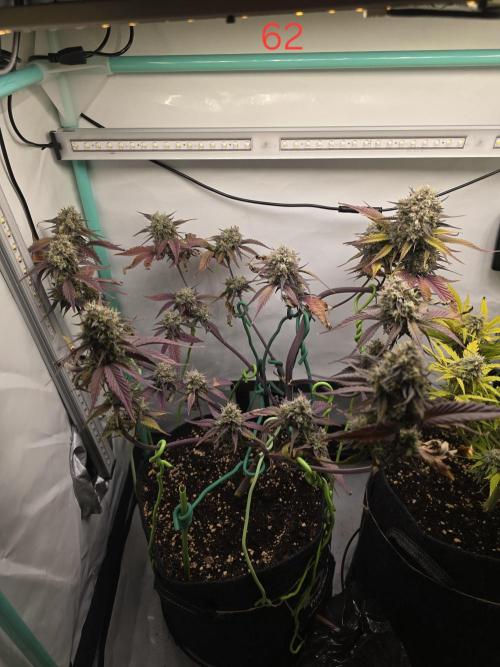 Bananas-FastBuds. Week 9