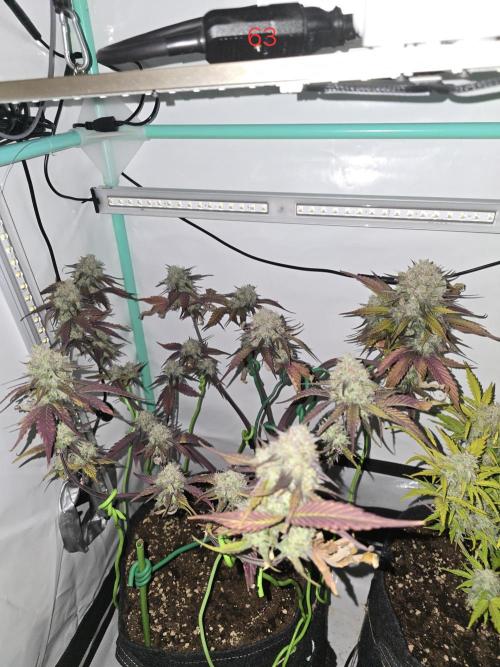 Bananas-FastBuds. Week 9