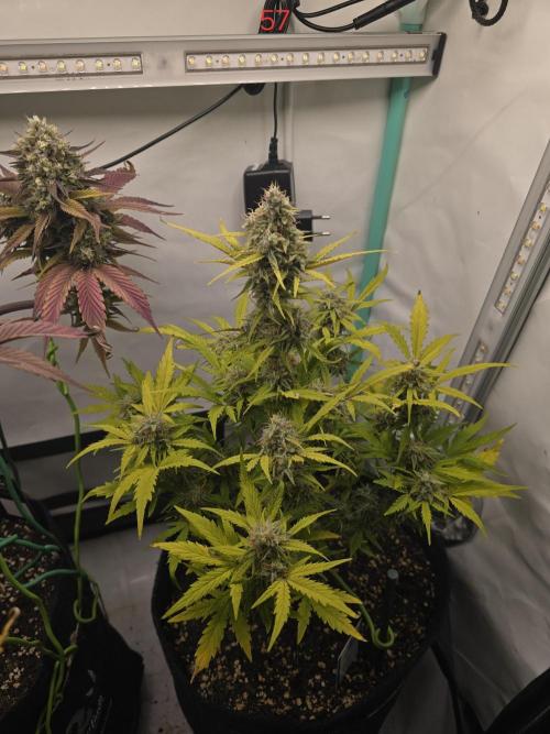 Animal Zamnesia. Week 9