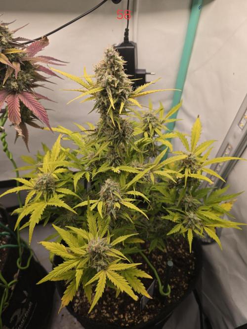 Animal Zamnesia. Week 9