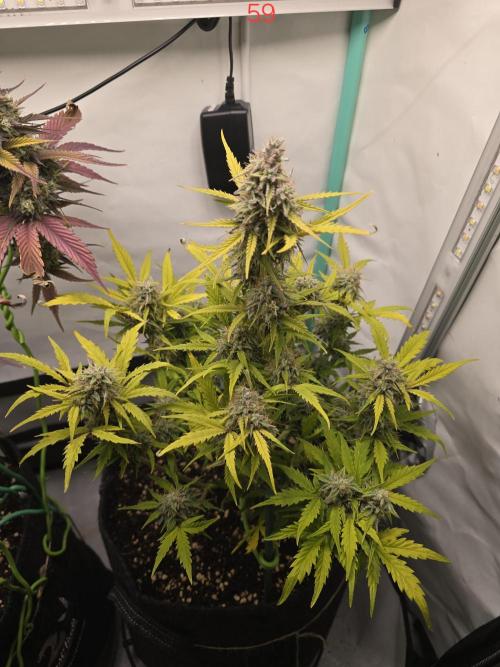 Animal Zamnesia. Week 9