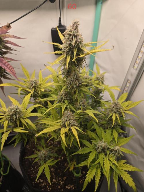 Animal Zamnesia. Week 9